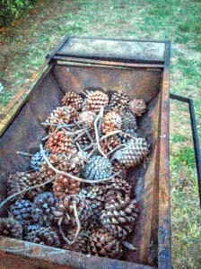 Braa-ing with pine cones